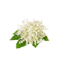 Holunderblüte / 65ml