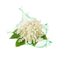 Holunderblüte / 65 ml