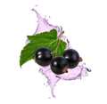 Blackcurrant / 65 ml